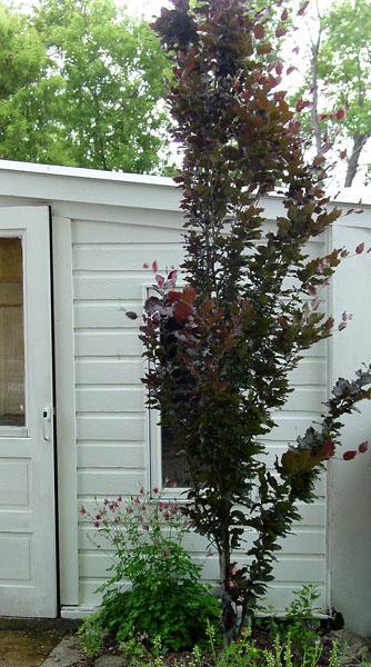 Fagus s Dawyck Purple spec