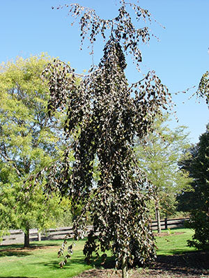 Fagus s Purple Fountain 