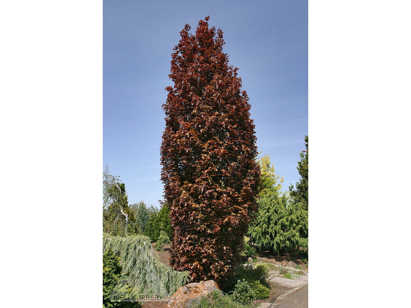 Fagus s Red Obelisk 6&