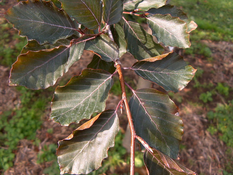 Fagus s Riversi 