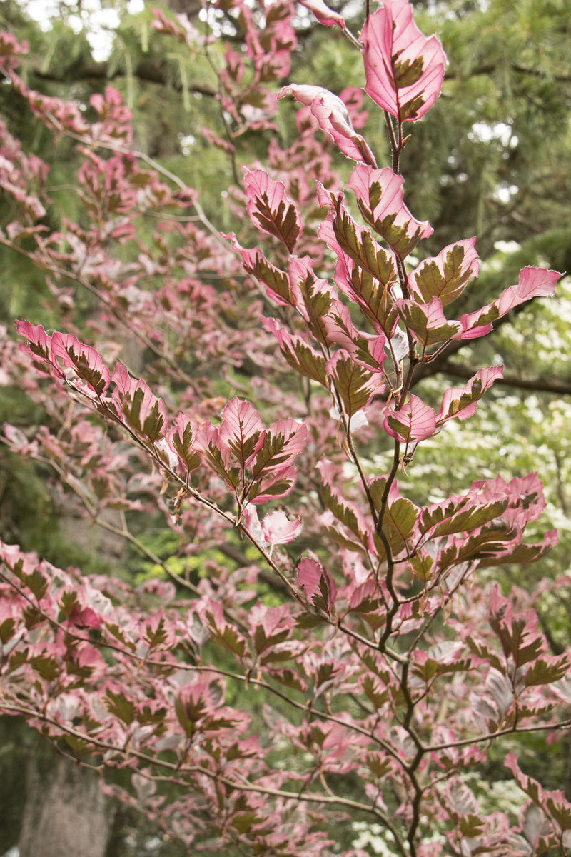 Fagus s Tricolor 5&