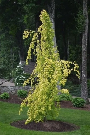 Fagus s purpurea pendula spec