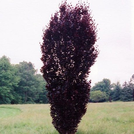 Fagus s Red Obelisk 6&
