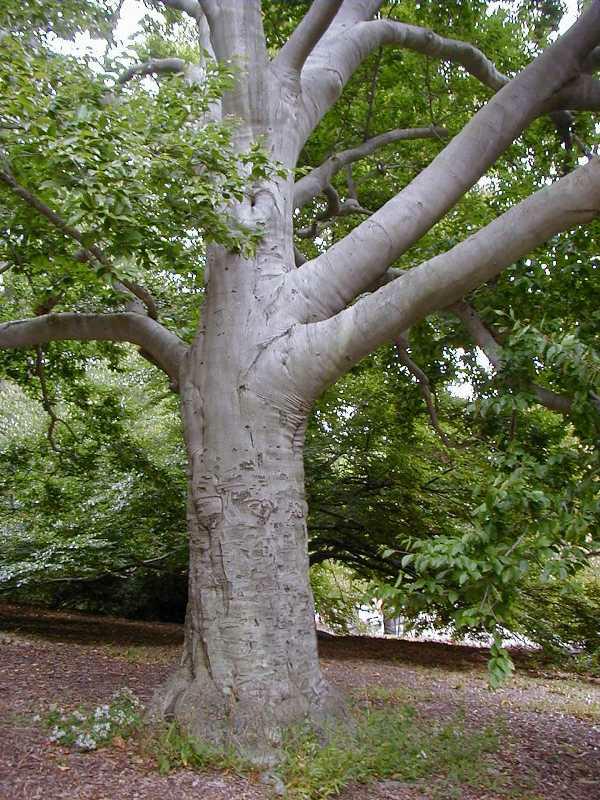 Fagus grandifolia 1.75"