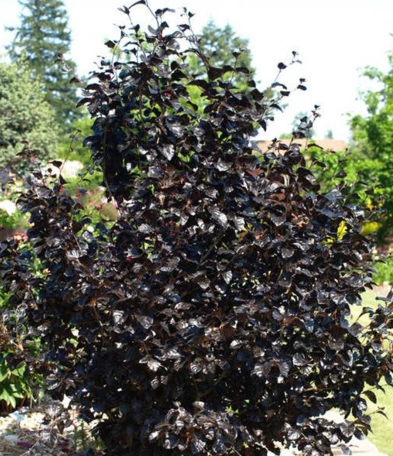 Fagus s purpurea nana 