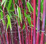 Bamboo-Fargesia drac rufa 