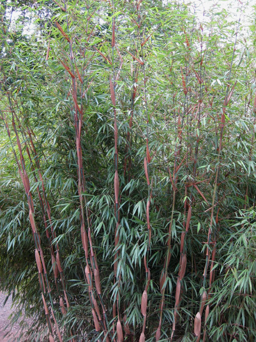 Bamboo-Fargesia scabrida 
