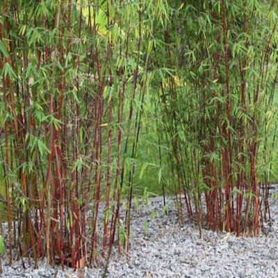 Bamboo-Fargesia n Jiuzhaigou 