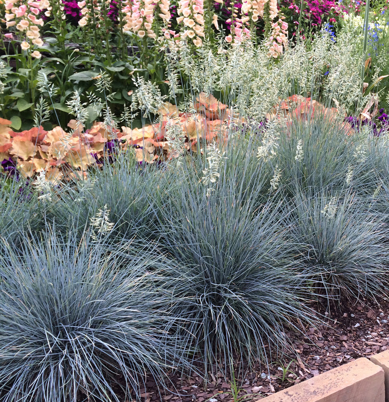 Festuca glauca ElijahBlue 1 qt