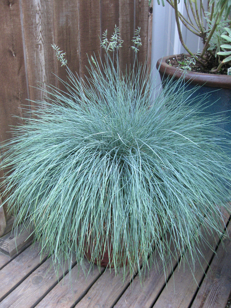 Festuca glauca Beyond Blue 1 qt