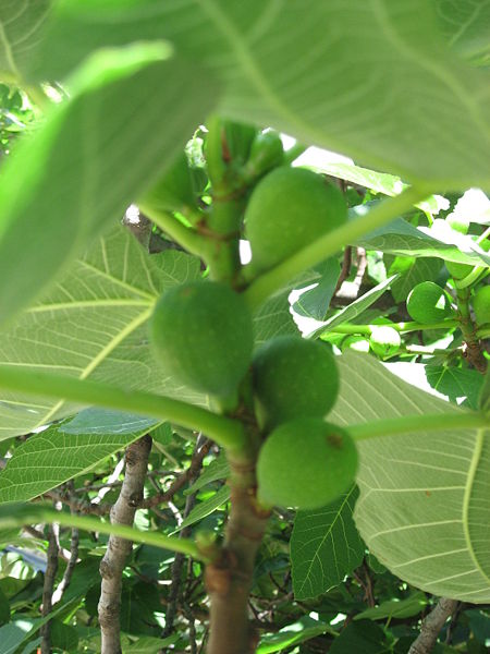 Fruit-Fig-Brown Turkey 