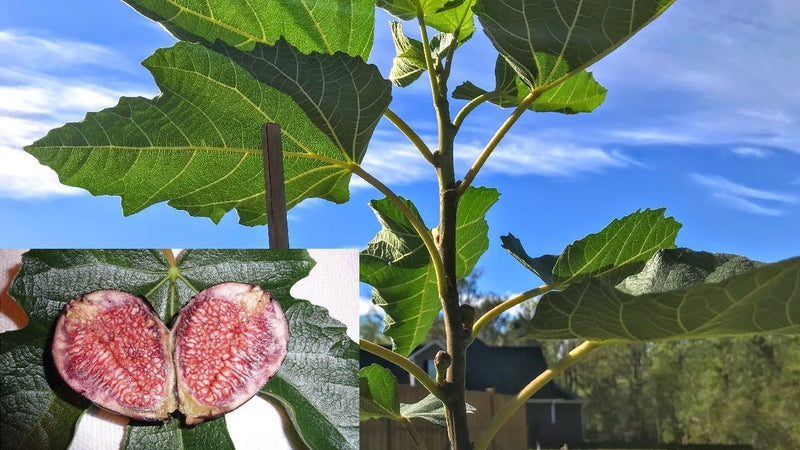 Fruit-Fig-Violet de Bordeaux 
