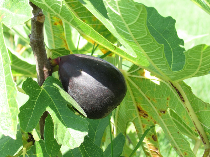 Fruit-Fig-Black Italian 