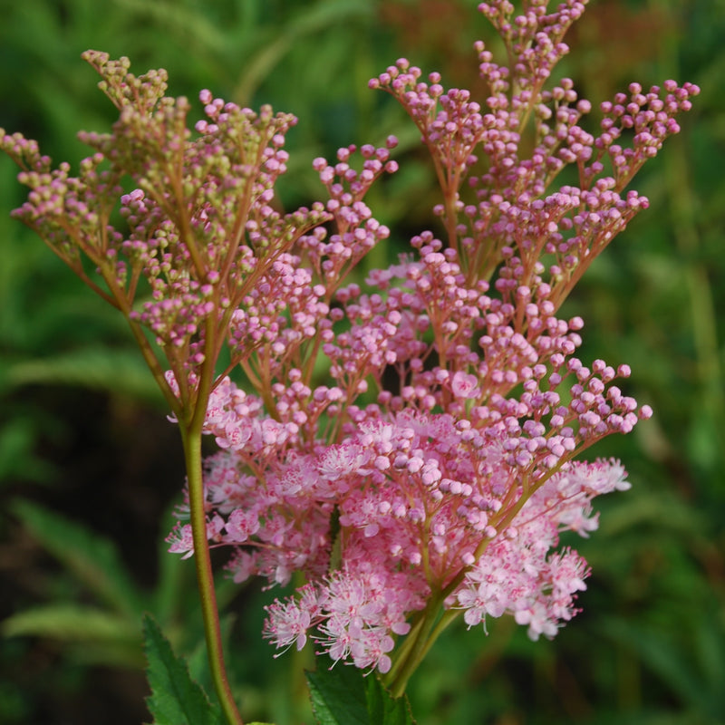 Filipendula rubra  