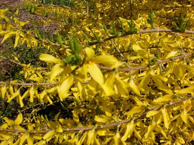 Forsythia Gold Tide 