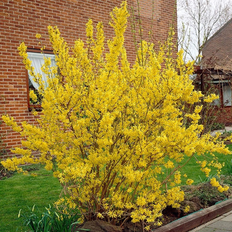 Forsythia Lynwood Gold 7&