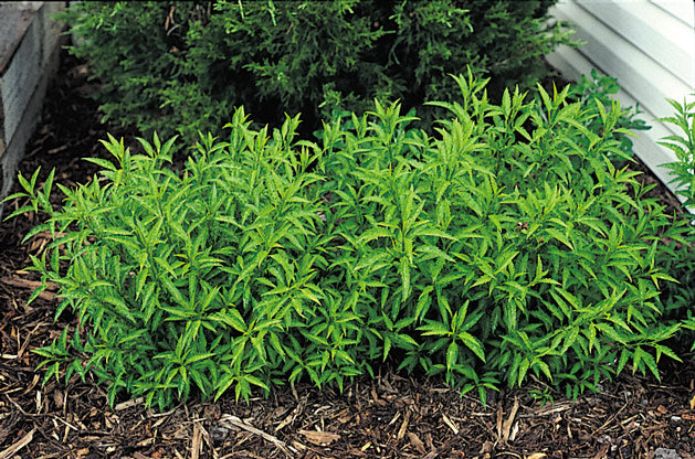 Forsythia v Bronxensis 