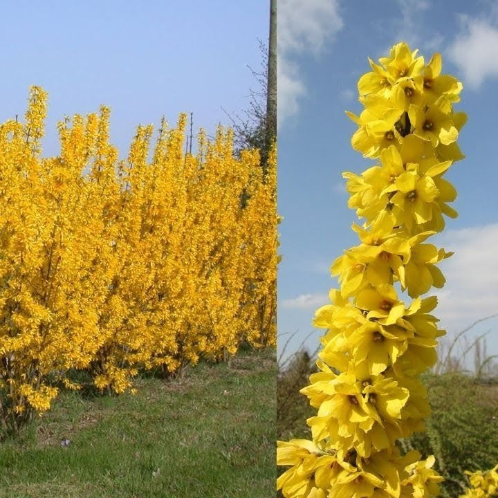 Forsythia x Magical Gold 