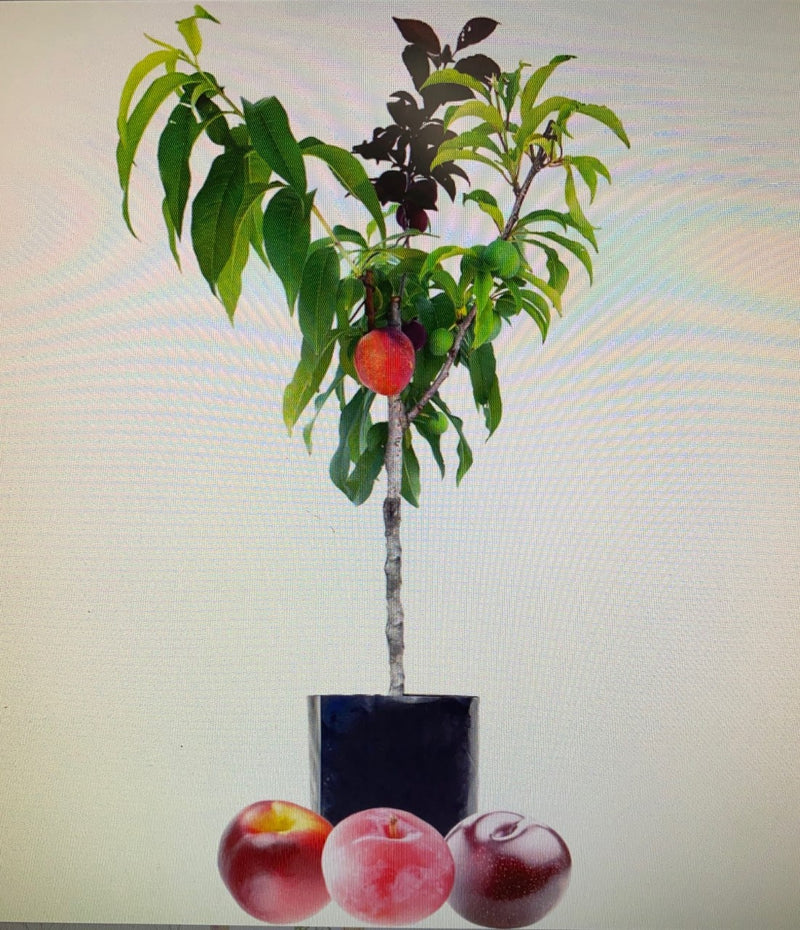 Fruit-Fruit Cocktail Tree 