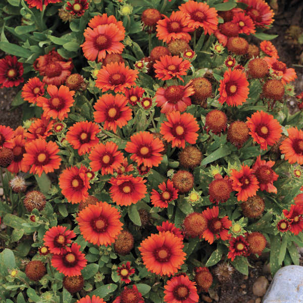 Gaillardia Arizona Red 