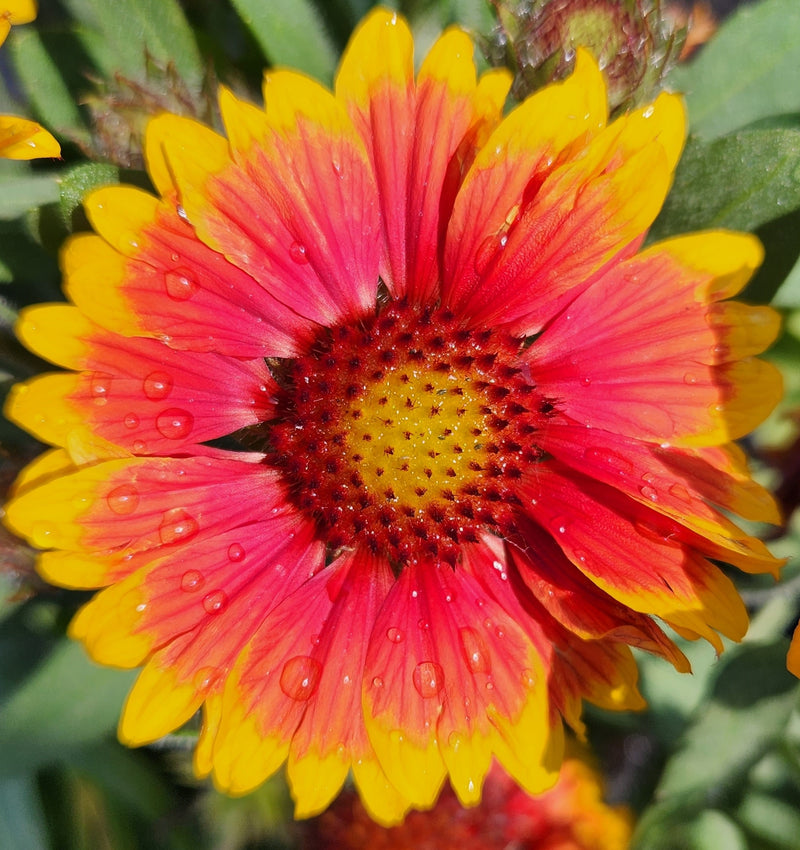 Gaillardia Arizona Sun 1qt