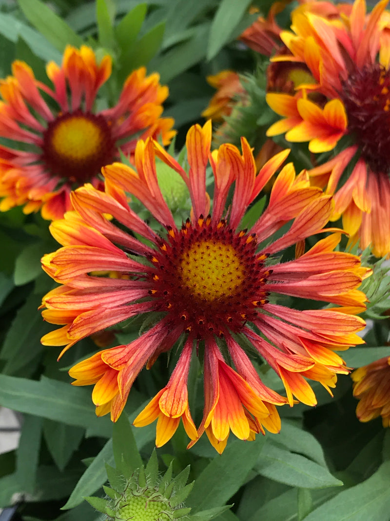 Gaillardia Spintop Copper Sun 1 qt