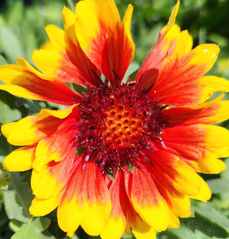 Gaillardia Spintop Red Starburst 1 qt