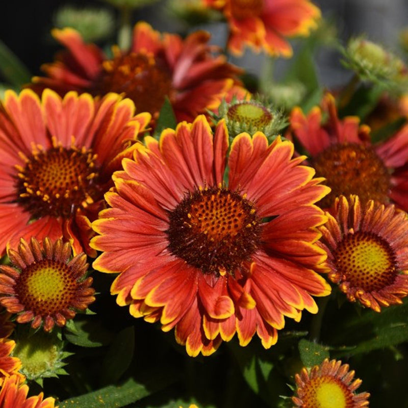 Gaillardia SpinTop Yellow Touch 