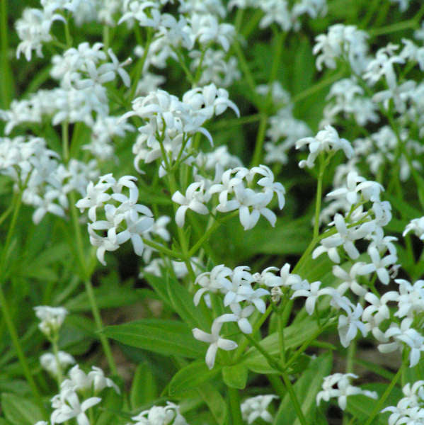 Galium odoratum 