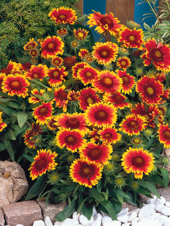 Gaillardia Arizona Sun 