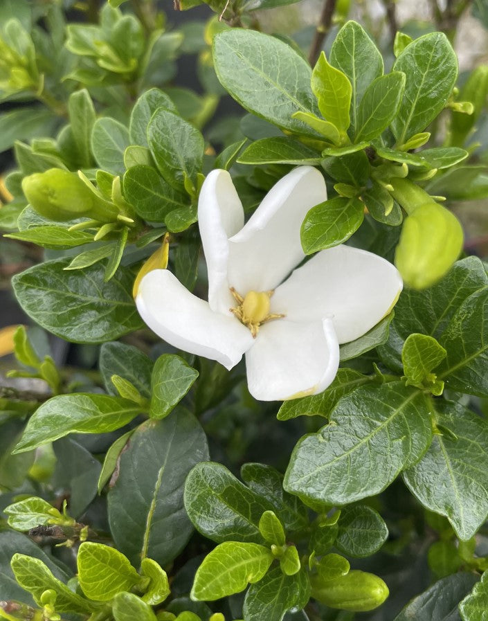 Gardenia Little Daisy 