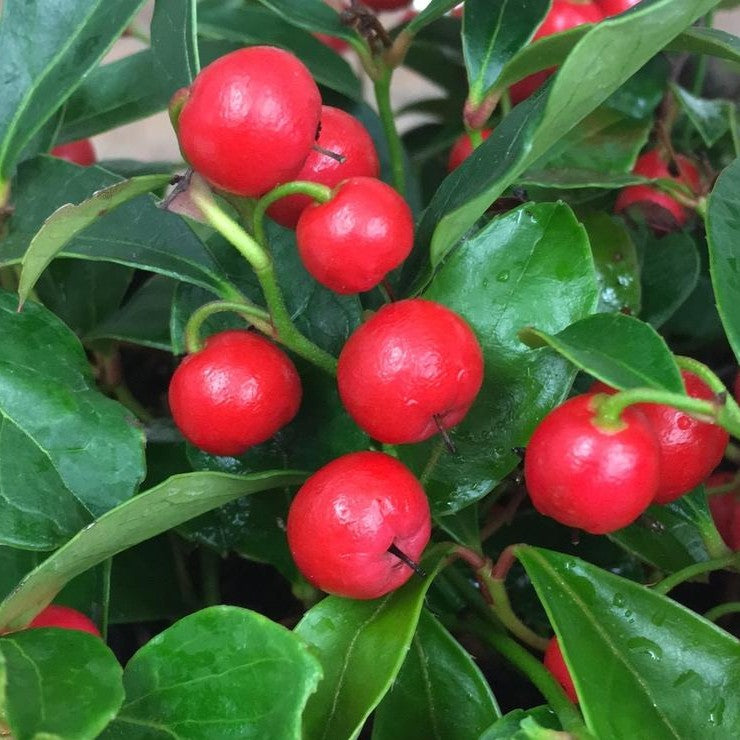 Gaultheria pro Cherry Berries 1qt