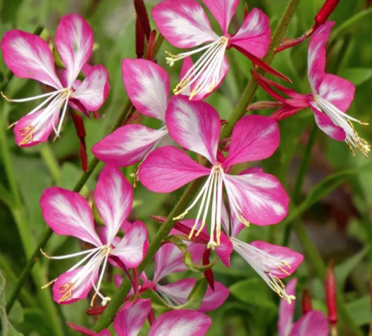 Gaura Rosy Jane 1 qt