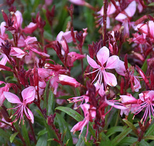 Gaura Siskiyou Pink 1 qt