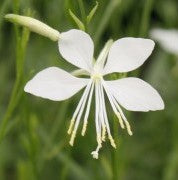 Gaura So White 1 qt