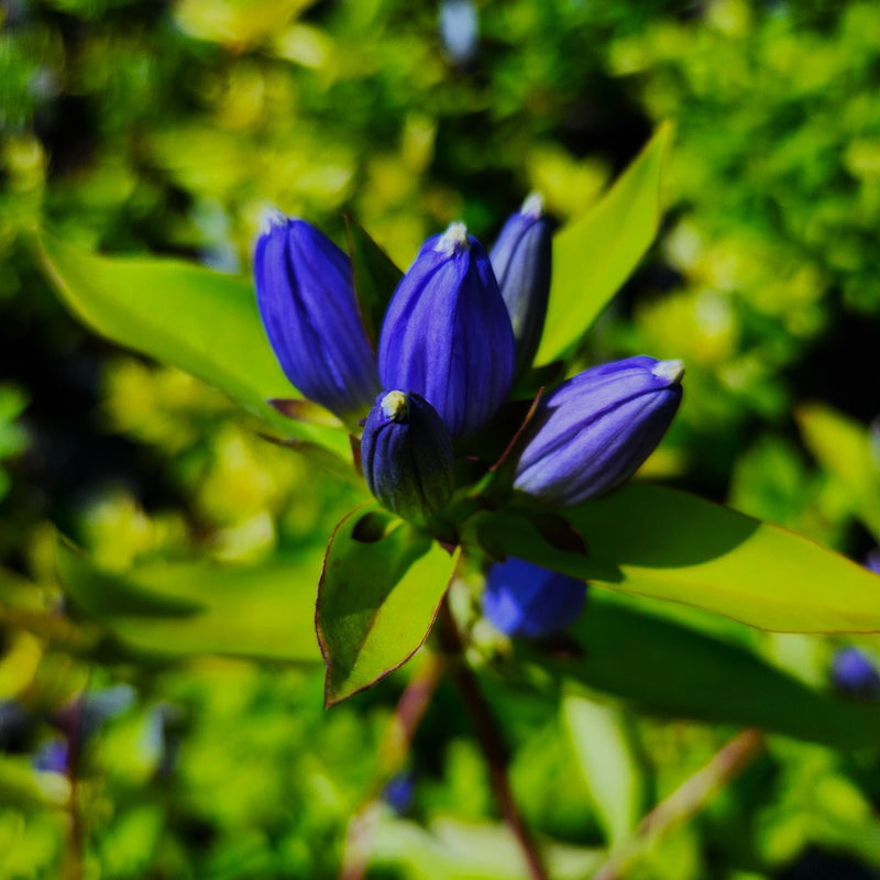 Gentiana andrewsii 