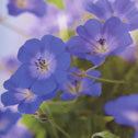 Geranium Rozanne 