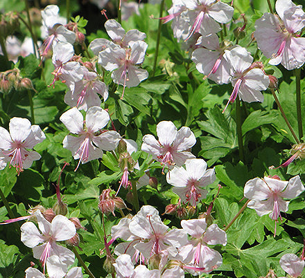 Geranium cant Biokovo 