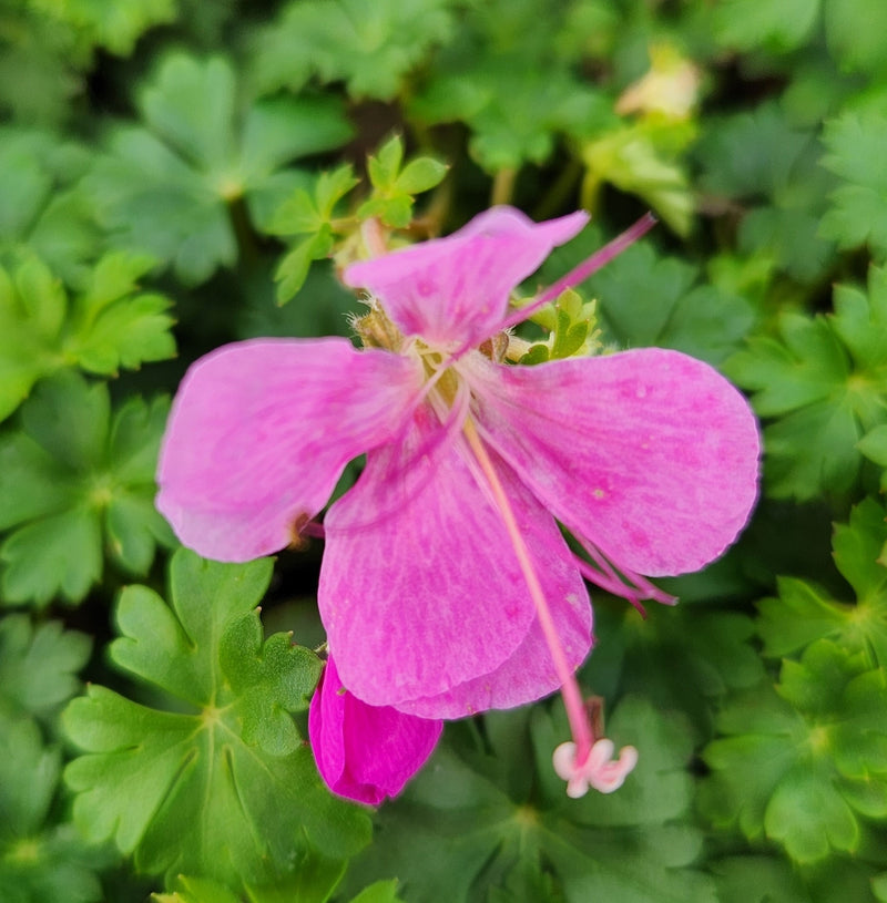 Geranium Intense 