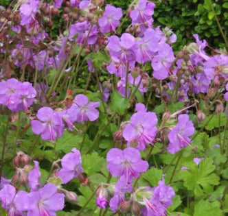 Geranium Karmina (Biokovo Karmina) 