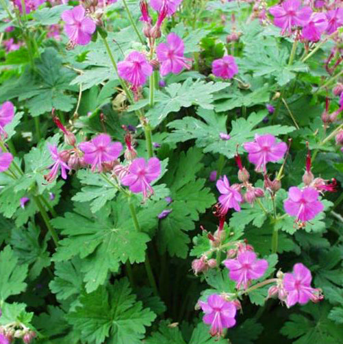 Geranium mac Bevan&