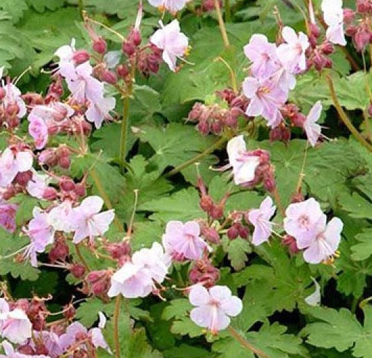 Geranium mac Ingwersen&