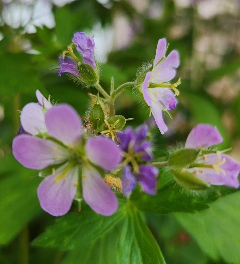 Geranium maculatum 