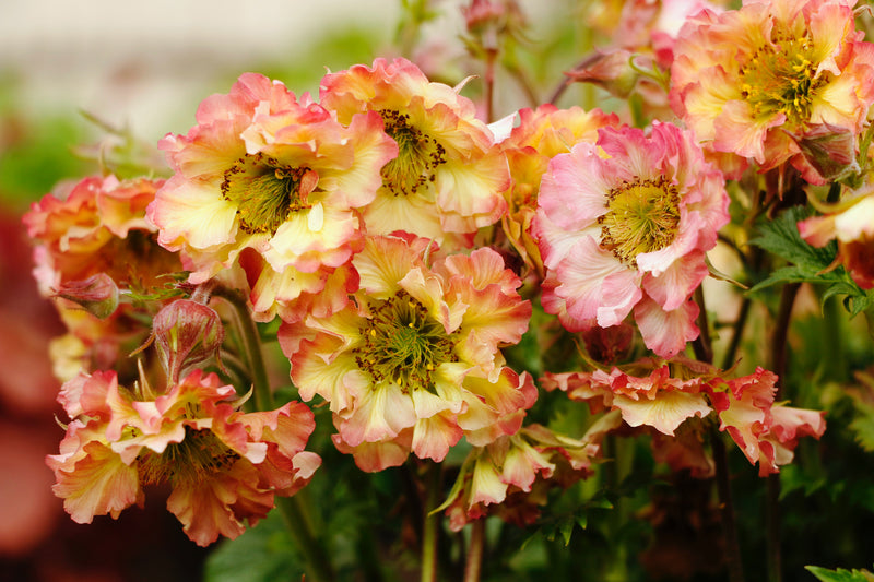 Geum Pretticoats Peach 