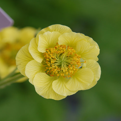 Geum Banana Daiquiri 