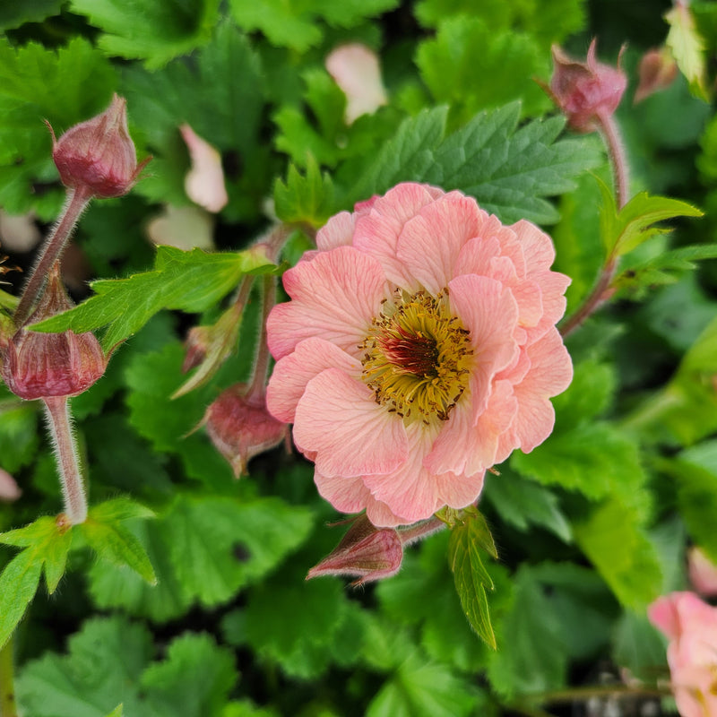 Geum Mai Tai 