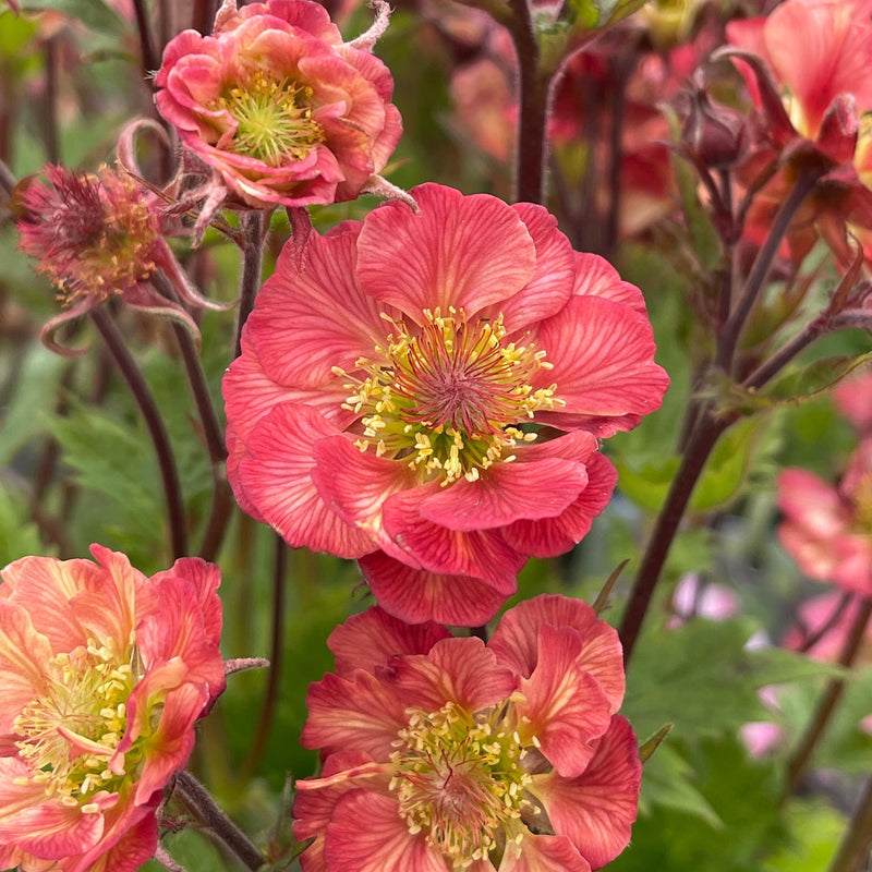 Geum TEMPO Rose 