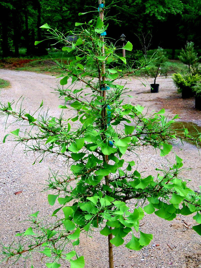 Ginkgo b Weeping Wonder 