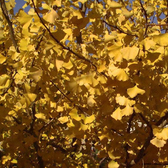 Ginkgo b Autumn Gold 