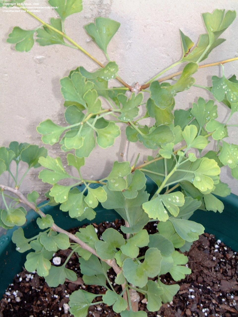 Ginkgo b Jade Butterflies 